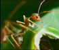 Ants